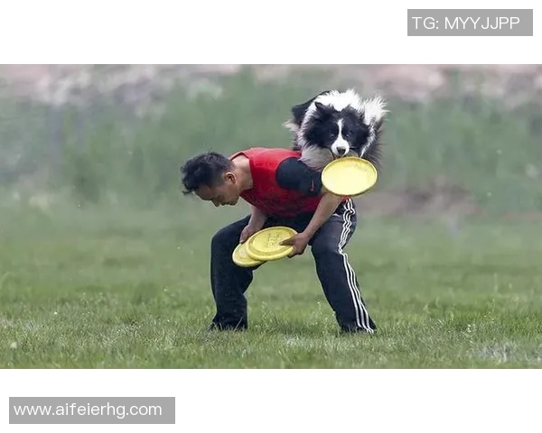 飞盘盛宴:深入探讨上海飞盘队的速度与技巧之美 飞盘盛宴:深入探讨上海飞盘队的速度与技巧之美